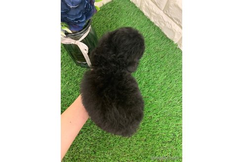 成約済の岡山県のタイニープードル-335414の4枚目