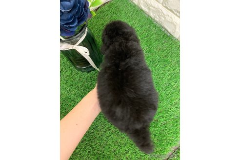 成約済の岡山県のタイニープードル-335415の3枚目