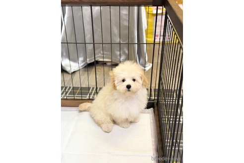 成約済の埼玉県のマルプー:マルチーズ×トイプードル-322680の2枚目