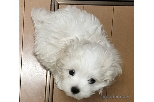 成約済の滋賀県のマルチーズ-326310の13枚目