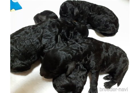 成約済の愛媛県のトイプードル-335433の6枚目