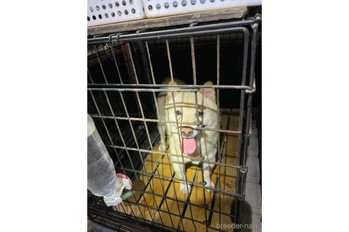 成約済の広島県の豆柴-335428の4枚目
