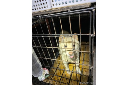 成約済の広島県の豆柴-335428の3枚目