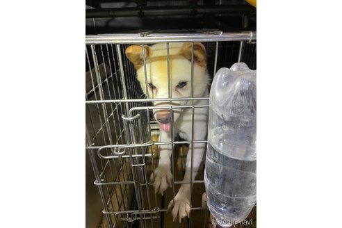 成約済の広島県の豆柴-335430の3枚目