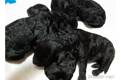 成約済の愛媛県のトイプードル-335431の9枚目