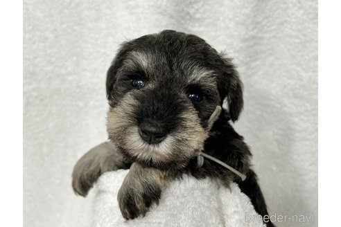 成約済の千葉県のミニチュアシュナウザー-334122の11枚目