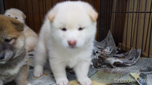 成約済の岡山県の柴犬-324962の1枚目