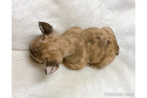 成約済の山口県のフレンチブルドッグ-330872の8枚目