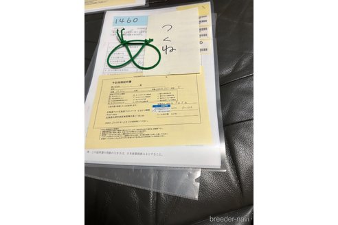 成約済の北海道のトイプードル-335466の3枚目