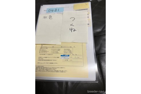 成約済の北海道のトイプードル-335467の5枚目