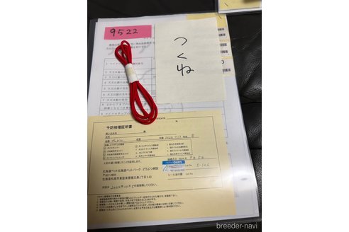成約済の北海道のトイプードル-335468の2枚目