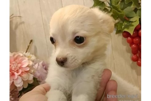 成約済の愛知県のチワワ(ロングコート)-324417の5枚目