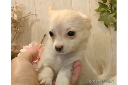 成約済の愛知県のチワワ(ロングコート)-324417の4枚目