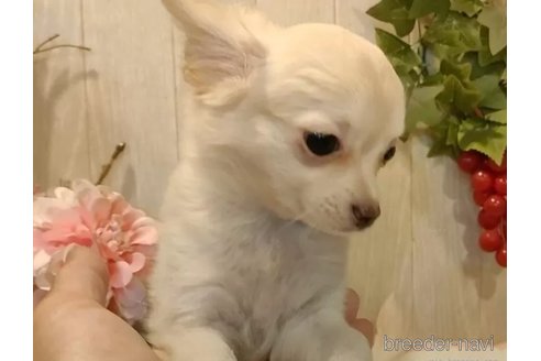 成約済の愛知県のチワワ(ロングコート)-324417の2枚目