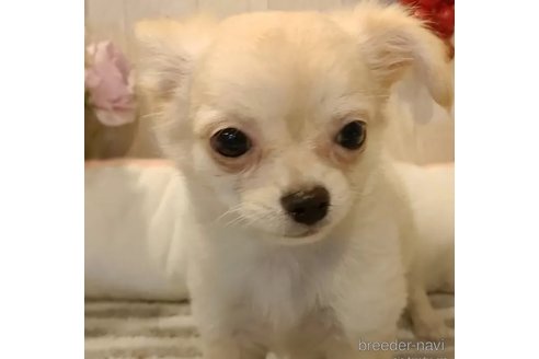 成約済の愛知県のチワワ(ロングコート)-324416の5枚目