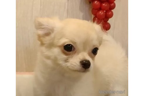 成約済の愛知県のチワワ(ロングコート)-324416の4枚目