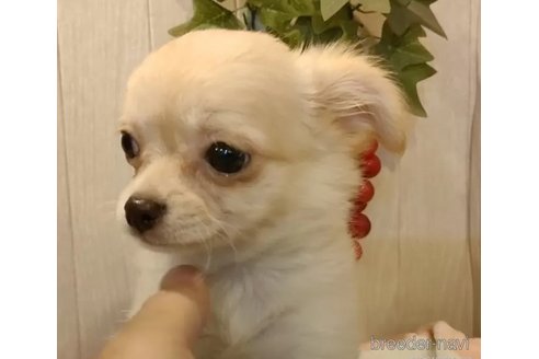 成約済の愛知県のチワワ(ロングコート)-324416の3枚目