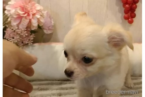 成約済の愛知県のチワワ(ロングコート)-324416の2枚目