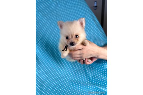成約済の北海道のミックス犬-335473の3枚目