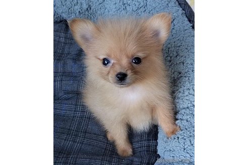 販売中の岐阜県のミックス犬-335475の6枚目