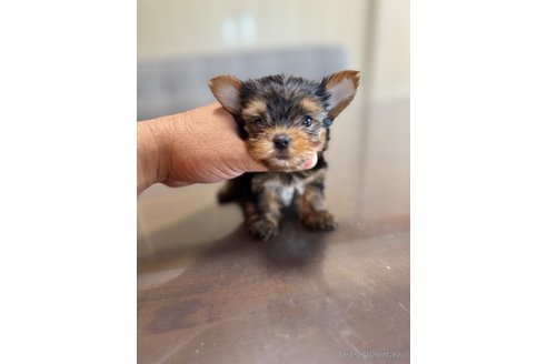 成約済の静岡県のヨークシャーテリア-333885の1枚目