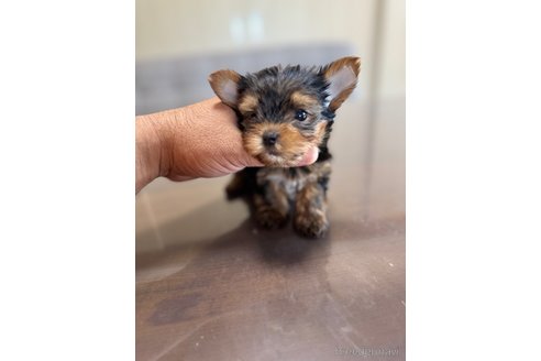 成約済の静岡県のヨークシャーテリア-333885の4枚目