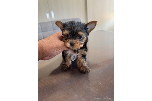 成約済の静岡県のヨークシャーテリア-333885の2枚目