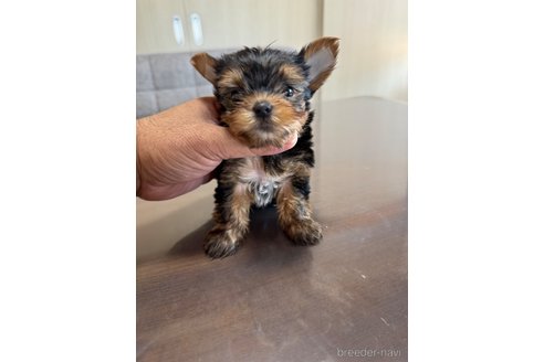 成約済の静岡県のヨークシャーテリア-333885の3枚目