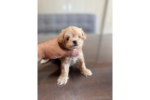 成約済の静岡県のマルプー:マルチーズ×トイプードル-335018の5枚目