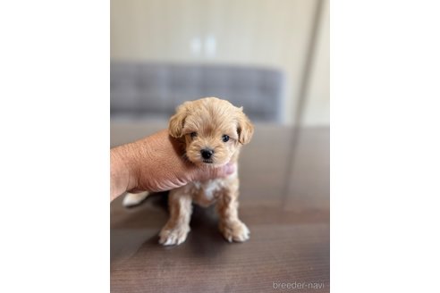 成約済の静岡県のマルプー:マルチーズ×トイプードル-335018の4枚目