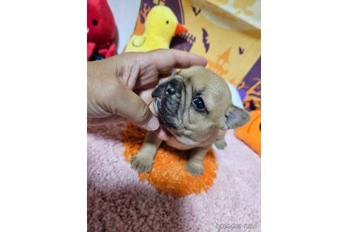成約済の神奈川県のフレンチブルドッグ-335501の45枚目
