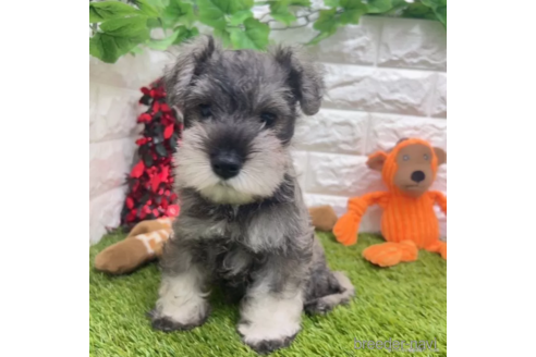 成約済の愛知県のミニチュアシュナウザー-332109