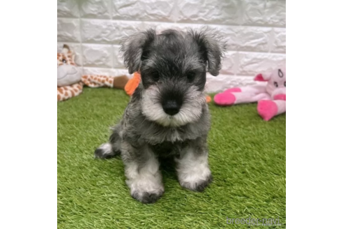 成約済の愛知県のミニチュアシュナウザー-332109の3枚目