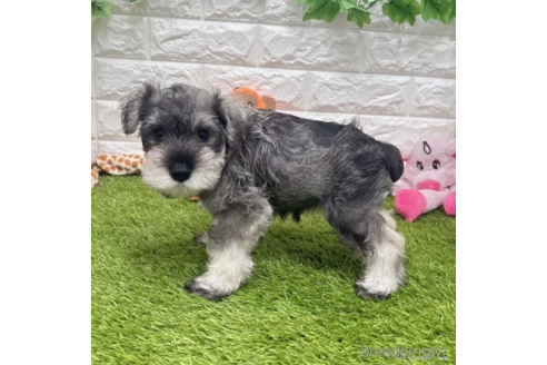 成約済の愛知県のミニチュアシュナウザー-332109の2枚目