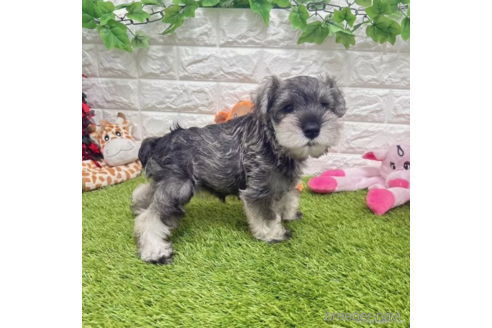 成約済の愛知県のミニチュアシュナウザー-332109の4枚目