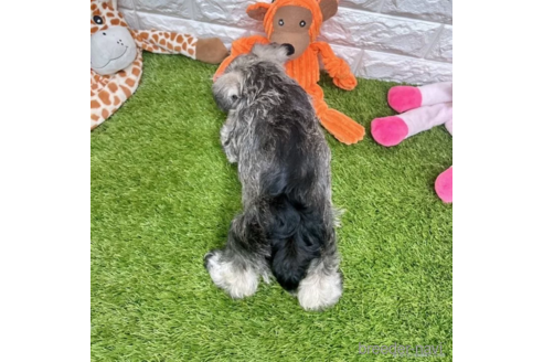 成約済の愛知県のミニチュアシュナウザー-332109の5枚目