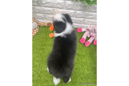 成約済の愛知県のボーダーコリー-332145の2枚目