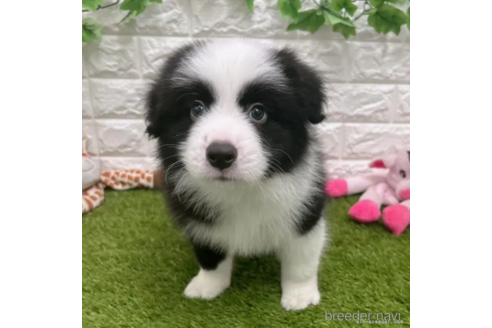 成約済の愛知県のボーダーコリー-332145の3枚目