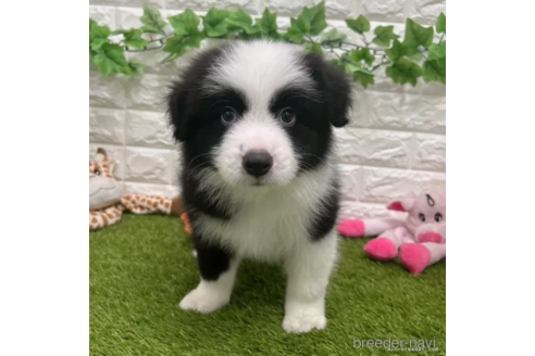 成約済の愛知県のボーダーコリー-332145の1枚目