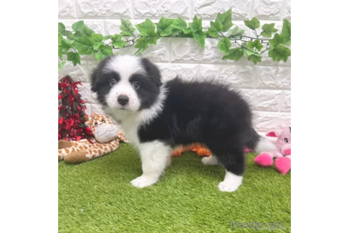 成約済の愛知県のボーダーコリー-332145の4枚目