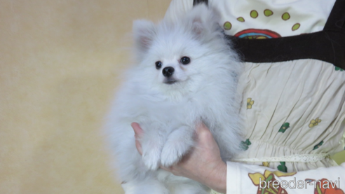 成約済の愛知県のポメラニアン-290128の3枚目