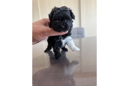 成約済の静岡県のチワプー:チワワ×トイプードル-335207の2枚目