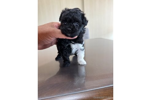 成約済の静岡県のチワプー:チワワ×トイプードル-335207の4枚目