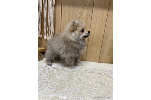 成約済の愛媛県のポメラニアン-327299の3枚目