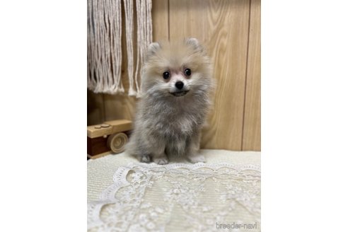 成約済の愛媛県のポメラニアン-327299の4枚目