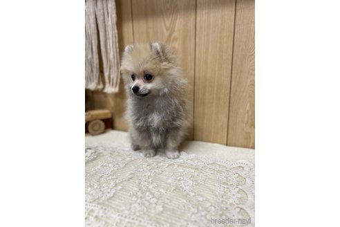 成約済の愛媛県のポメラニアン-327299の6枚目