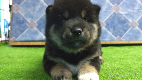 成約済の鹿児島県の柴犬-335535の1枚目