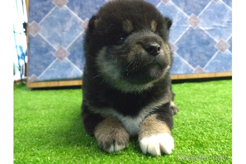 成約済の鹿児島県の柴犬-335535の6枚目