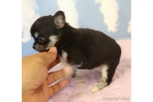 成約済の静岡県のチワワ(ロングコート)-335551の2枚目