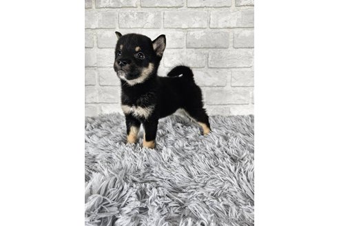 成約済の和歌山県の柴犬-335563の7枚目